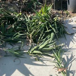 Aloe Plant Clippings. Can Pot Or Plant 
