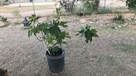 4 Years Old Little Miss Fig-$100