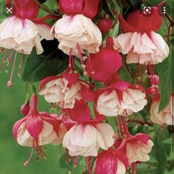 4” Swingtime Fucshia Plant