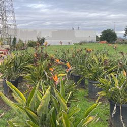 Birds Of paradise