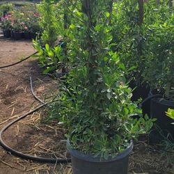 Ficus Nitida Hedge Or Private