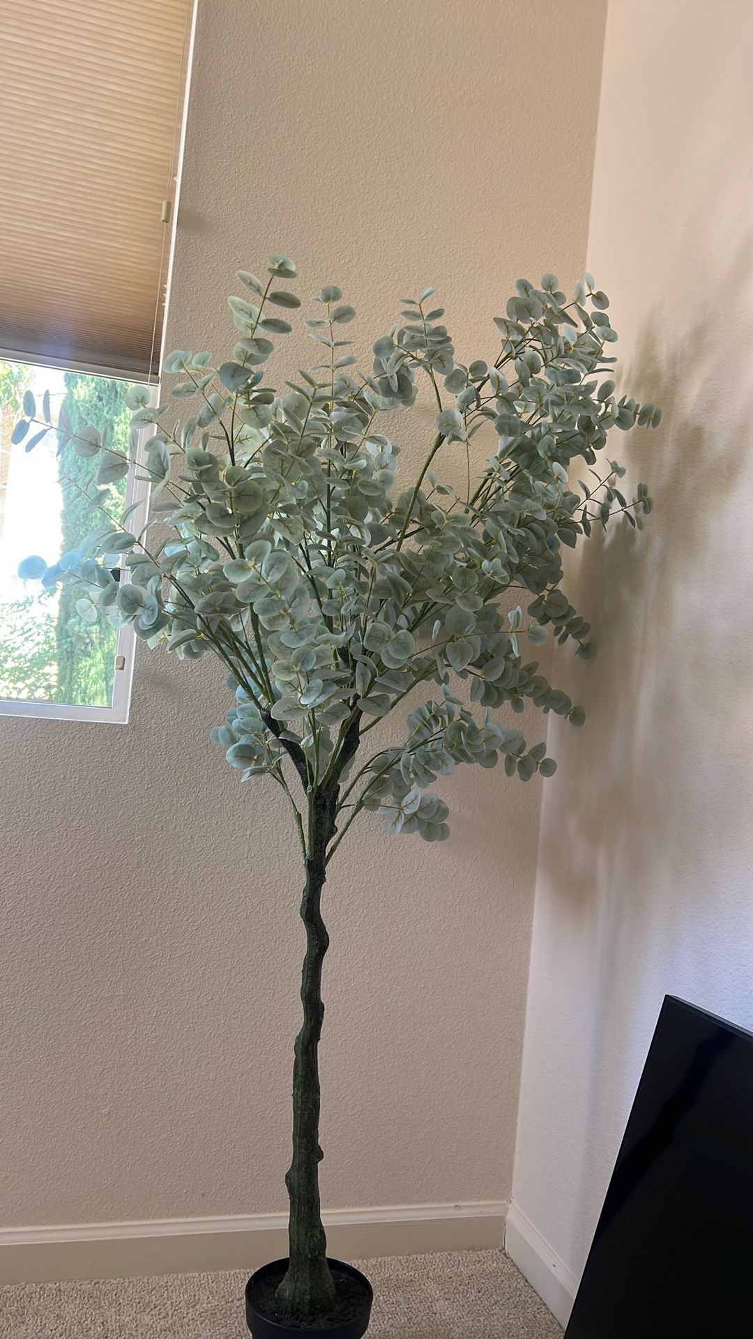 Eucalyptus Tree