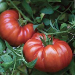 Heirloom Tomato Seedling Plant 1 Plant Enjoy Great Fruits At No Cost Grow Your Own