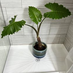 3 1/2’ Indoor Elephant Ear
