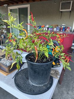 Chilies/peppers