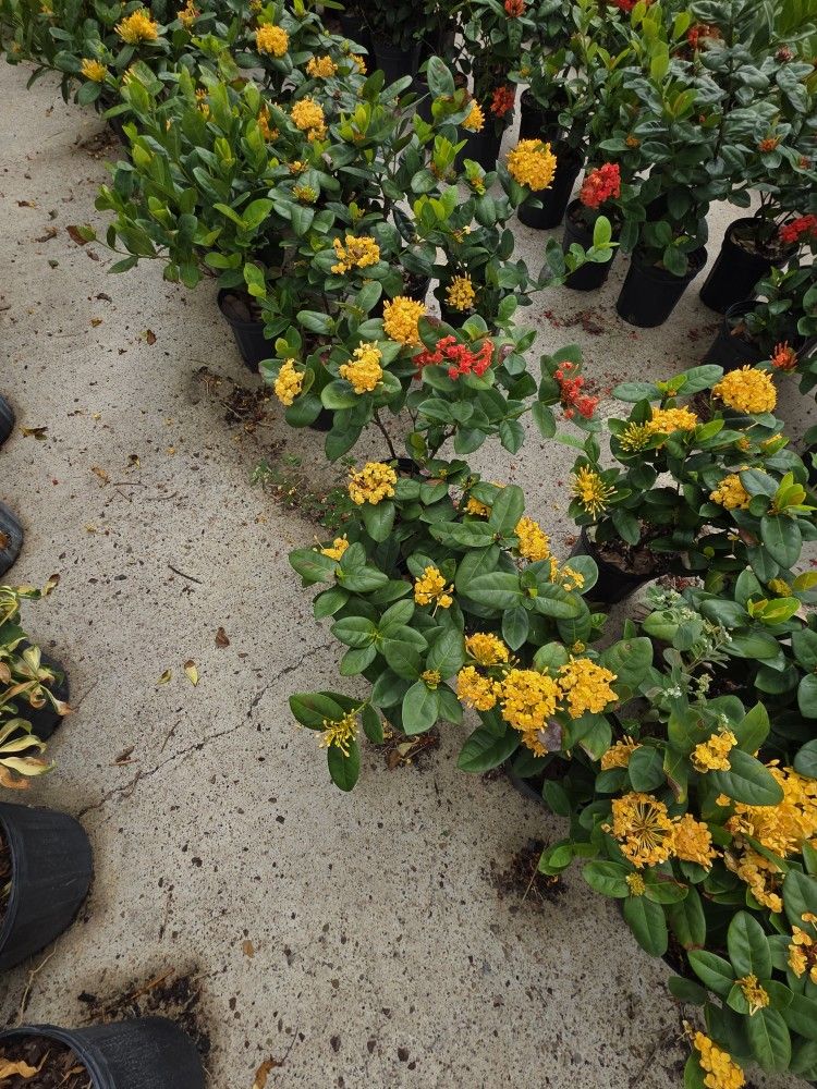 Ixoras Yellow Plants 1gallon 