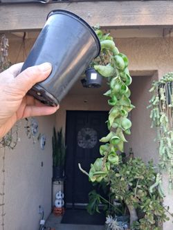 Hoya Hindu Rope Compacta Plant $18