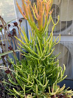 Succulent euphorbia plant color changing
