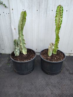 Cactus