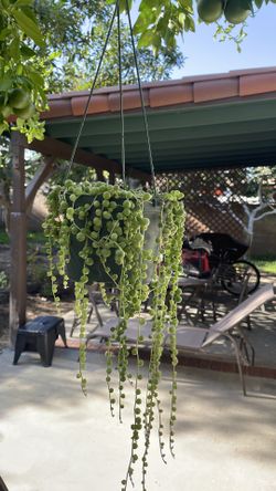 Hanging Plant