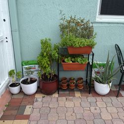 CHEAP PLANTS 