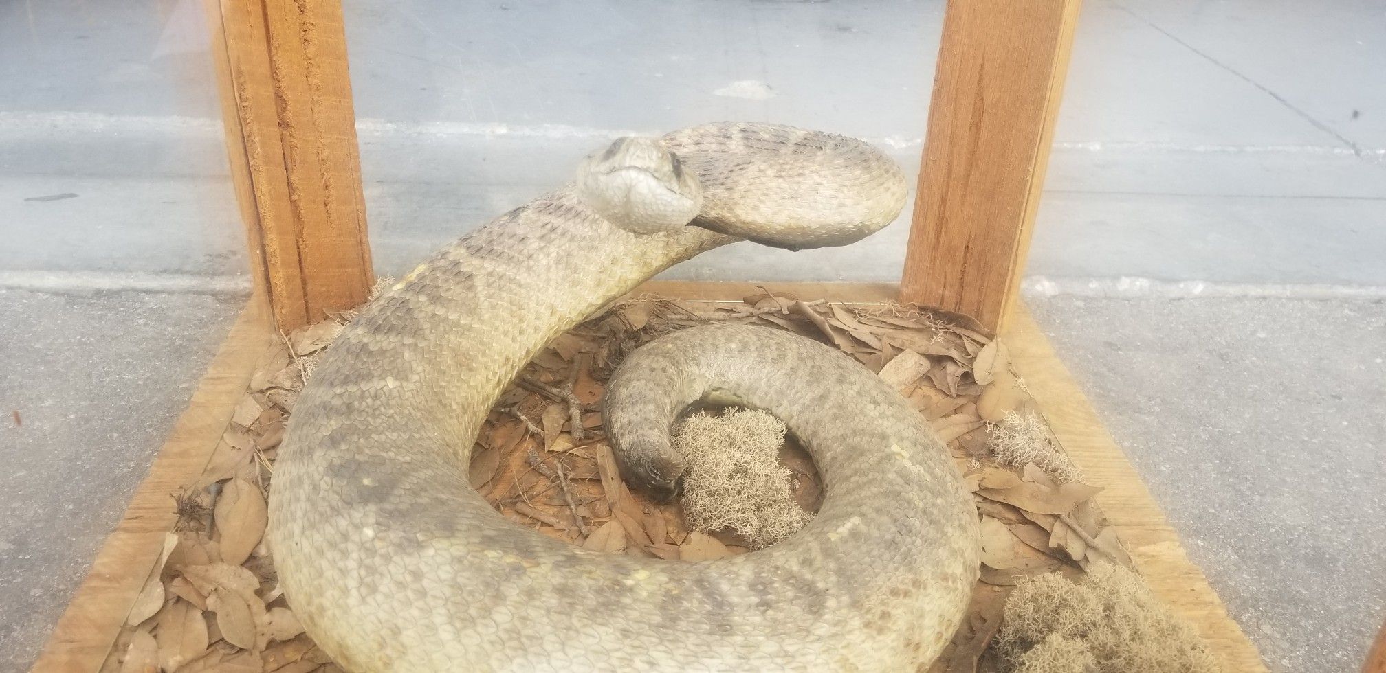 VINTAGE TAXIDERMY REPTILE