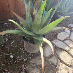 Aloe Vera Plant 