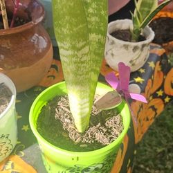 Snake Plant Small To Medium 