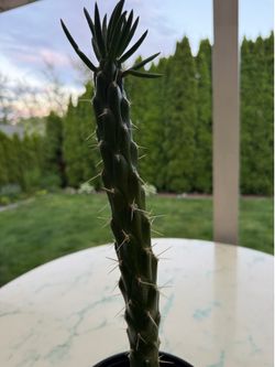 Austrocylindropuntia subulata ‘Eve's Needle’ Cactus (Outdoor & Indoor Live Plant)