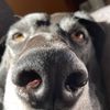 Charley