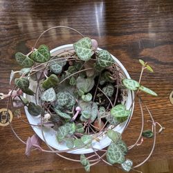 String of Heart 