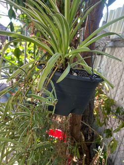 Planta