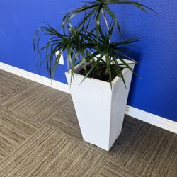 Potted Houseplant - Dracena