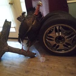 A Set Of 18 Rims All The Tires Decent No Center Caps I Take 250 For Them The Turkey I Take 350 For It