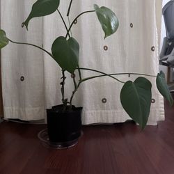 Healthy Plant. 