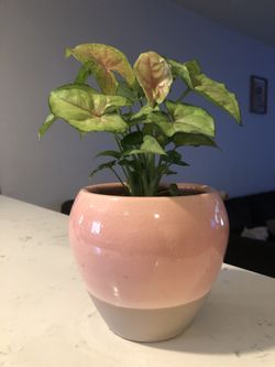 Syngonium Berry Allusion! Rare to find!