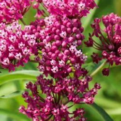 Milkweed Potted Plants 6$