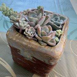 Succulent In A 3” Ceramic Pot Very Cute