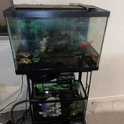 Fish Tank 10gal And 20gal, Include 20 Guppies Fish., Filter And  Tank Decor. 