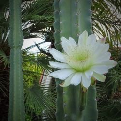 Cacti San Pedro And Tools 35ave/glendale