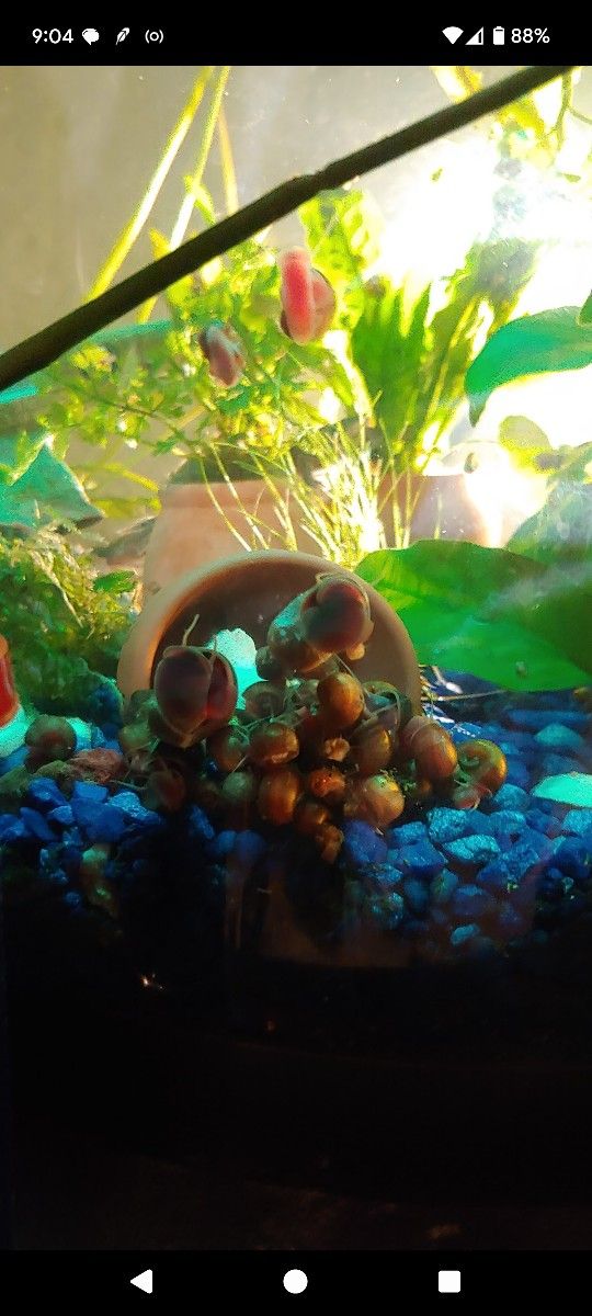 Aquarium Stuff