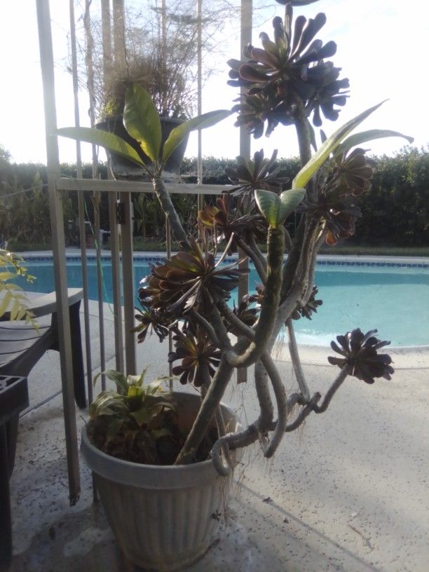 Succulent Plant With Pot