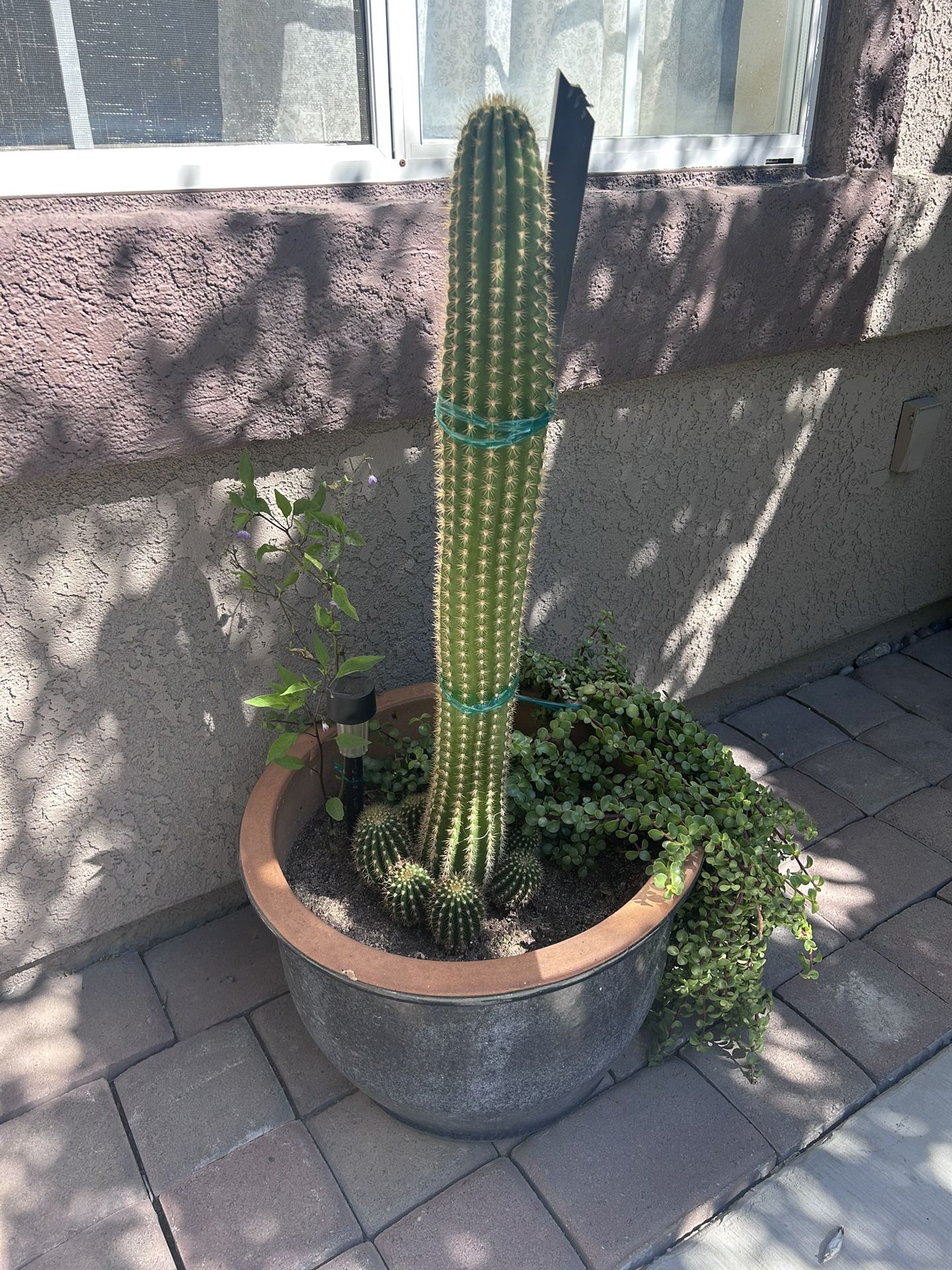 Plant