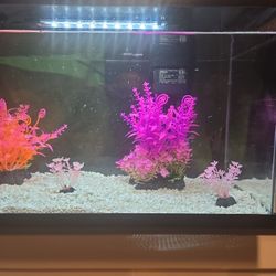 3.5 Gallons Fish Tank
