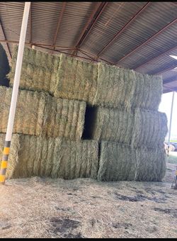 Alfalfa For Sale 