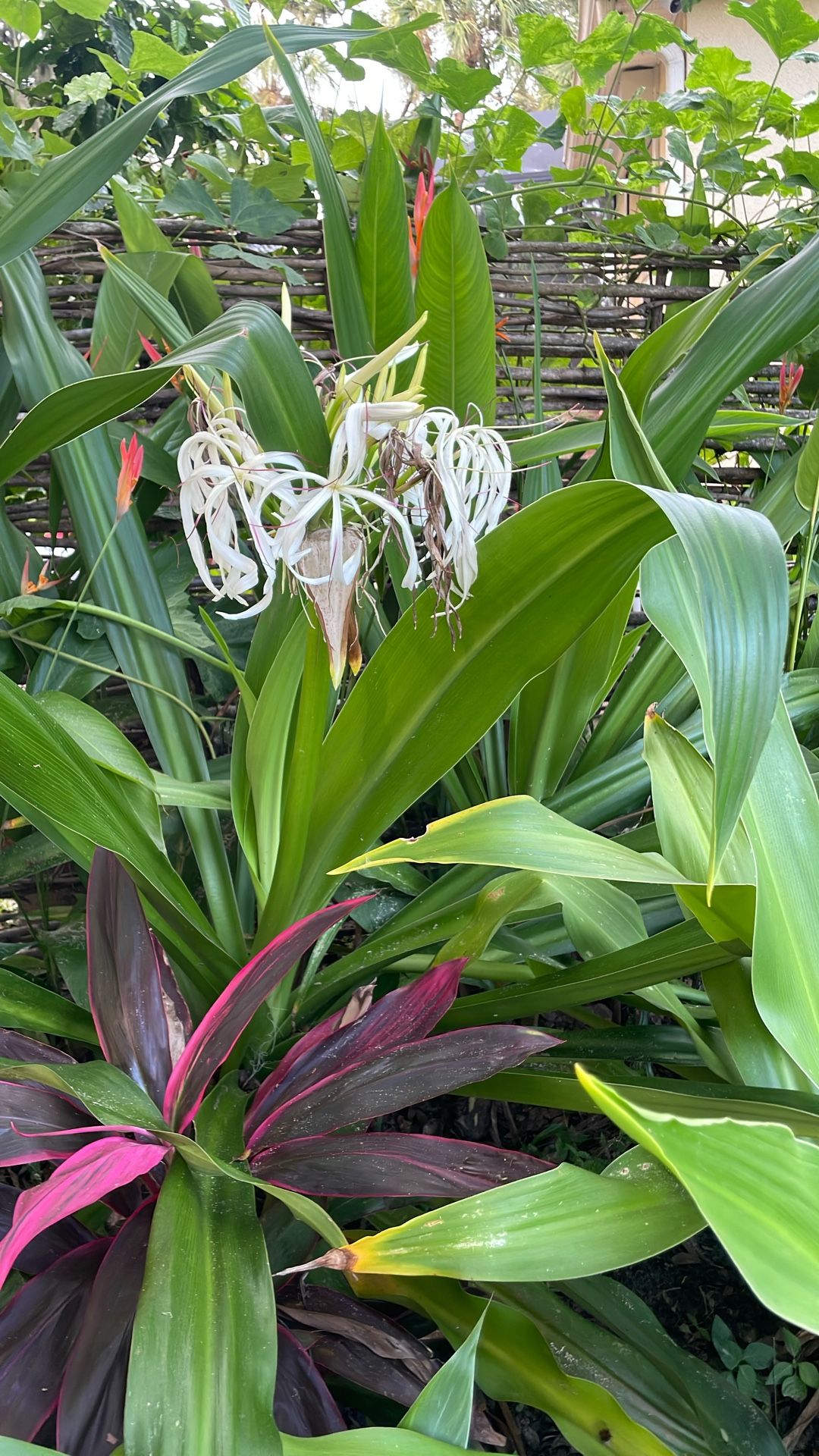 Spider Lillies Plants Or Seed Pods