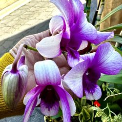 Rare Dendrobium Bangkok Fancy Orchid