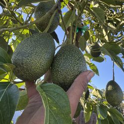 avocado tree with fruit 