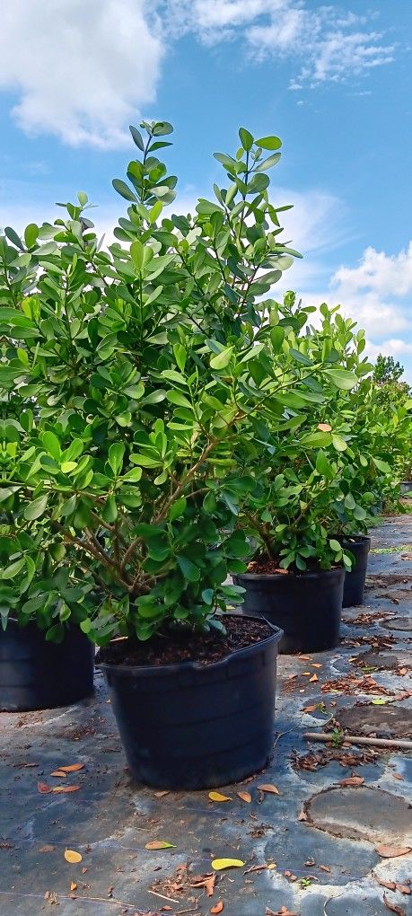 🌿🌿Clusia Privacy Hedges 45gl 8 9ft $200