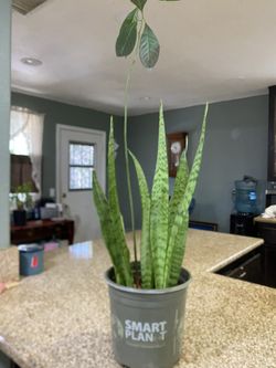 Mother-in-law’s tongue Plant 🪴