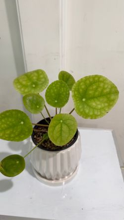 Chinese Money Plant