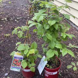 brand New Healthy Raspberry Bush