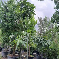 Large Money Tree $300🌳