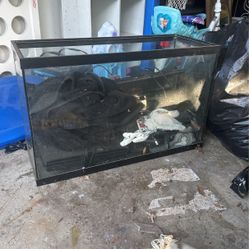 Fish Tank 