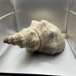 Conch Shells Large Ocean Decor 