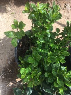 Gardenia
