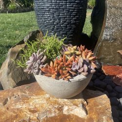Live Indoor/Outdoor Succulents in Handmade Cement Planter      
