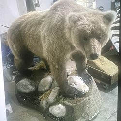 Grizzly taxidermy comes with skull