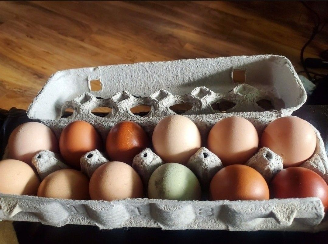 Free Range Eggs! 