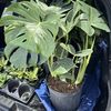 All Types Of Plants Available 